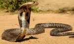 Central asian cobra