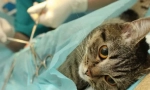 Sterylizacja kota