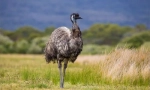 Strusia emu