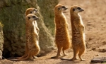 Meerkat (foto): zabawny zegarek, który jest zawsze czujny