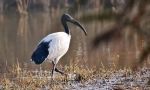 Święty ibis