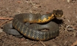 Tiger snake