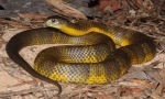 Tiger snake