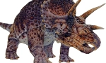 Triceratops