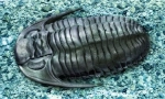 Trilobites