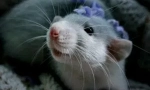 Opieka i konserwacja domowych ozdobnych szczurów