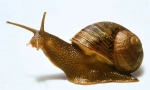 Ślimak