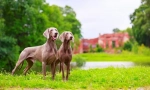 Weimaraner (zdjęcie): najlepszy przyjaciel prawdziwego łowcy