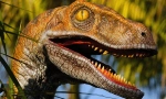 Velociraptor