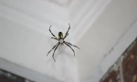 Rodzaje pająków penetrujący dom lub mieszkanie