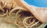 Wewnętrzne pasożyty (endoparasites)