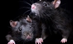 Wszystko o czarnych szczurach: wygląd, styl życia, ciekawe fakty