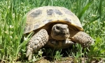 Wszystko o żółwia ziemi