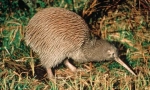 Dlaczego ptak kiwi jest taki długi dziób?