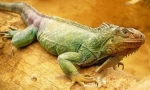 Zielona iguana