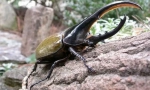 Hercules beetle