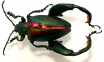 Żaba beetle