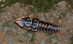 Trilobit beetle