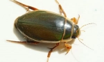 Wersja beetle