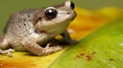 10 Absolutnie niepoprawne fakty dotyczące zwierząt