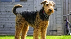 10 Angielskich ras psów