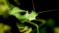 10 Zdjęć owadów miloidów