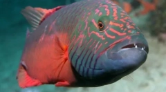 10 Ciekawe sposoby, które zwierzęta używają różnych przedmiotów