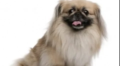 10 Ras chińskich psów