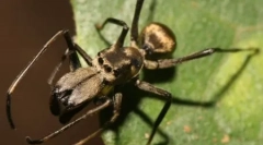 10 Niesamowicie zwodnicze lub dziwne przykłady mimikry zwierząt