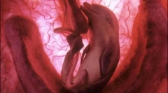 10 Niesamowite zdjęcia zwierząt w łonie matki