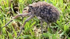 10 Niesamowite przypadki przemytu zwierzęcego