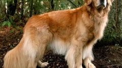 10 Ras psów, które uwielbiają dzieci i nigdy ich nie szkodzą