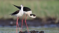 10 Ptaków z najdłuższymi nogami