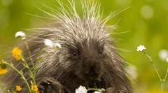 10 Najbardziej kłujące zwierzęta na planecie