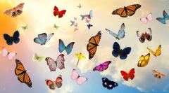 10 Najpiękniejszych motyli