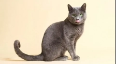 10 Najbardziej czułych ras kotów ze zdjęciami