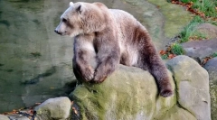 10 Najbardziej nieoczekiwanych hybrydów świata zwierząt