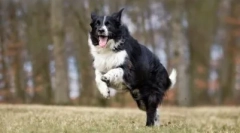 10 Najczęstszych ras psów: zrozumieją cię z połową