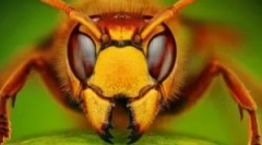 10 Najgorszych i podłych owadów