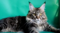 10 Najmądrzejszych ras kotów