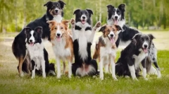 10 Najmądrzejszych ras psów