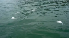 10 Przypadków tajemniczych masowych zgonów zwierząt