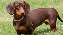 10 Psów z krótkimi nogami: czy są nieszkodliwymi tortami, ponieważ wydaje się na zewnątrz