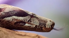 10 Dziwnych faktów o gadach