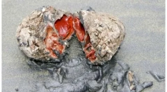 10 Dziwnych zwierząt - probat nature