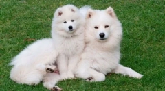 10 Zwierząt, które mają niesamowitą wełnę