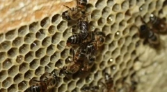 10 Zwierząt, które mnożą się z nieskazitelną koncepcją