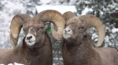 10 Zwierząt znalazł homoseksualizm