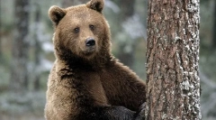 11 Faktów o niedźwiedziach, o których nikt nie powiedział w dzieciństwie