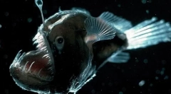 11 Najbardziej dziwnych żywych istot, które mieszkają w dniu depresji mariany